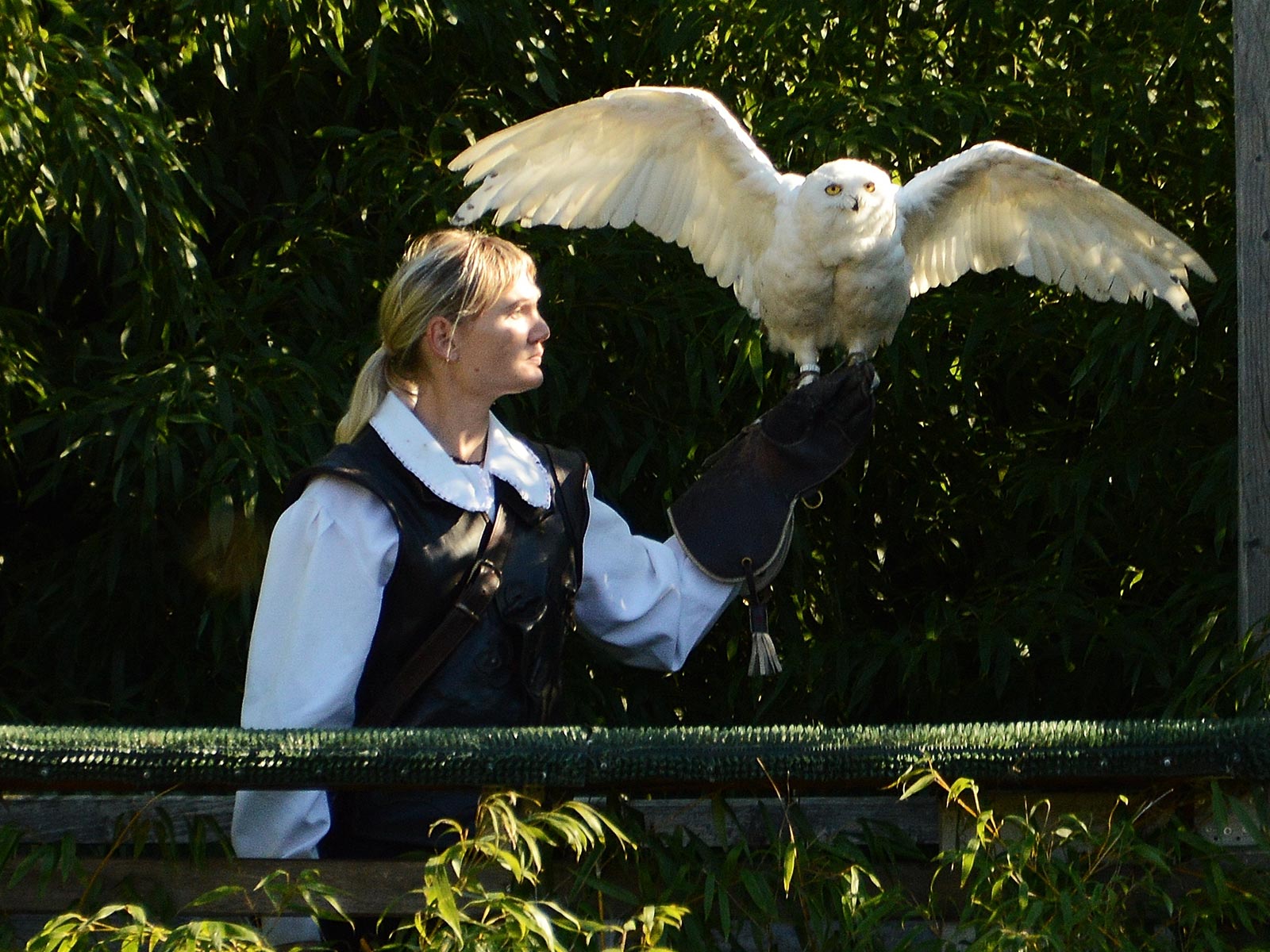 Park-Hotel-Brenscino-Brissago-hotel-Activity-Falconeria.jpg