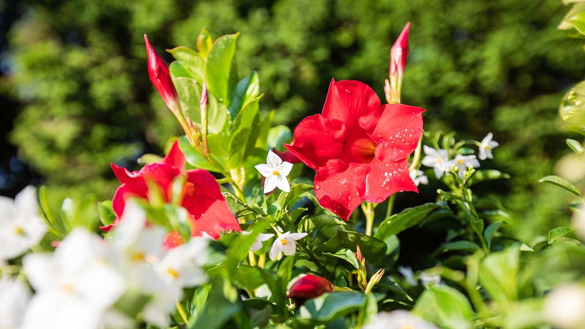 1068---Mandevilla