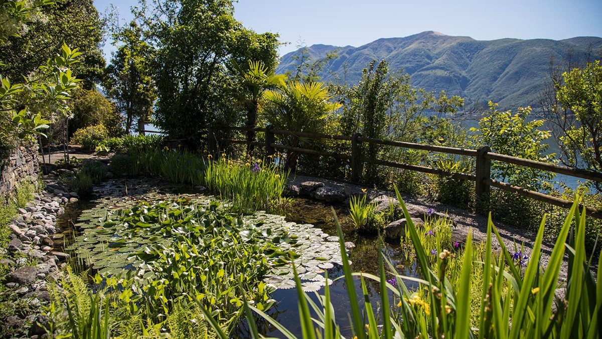 Biotop-mit-Seerosen-und-Sumpf-Iris