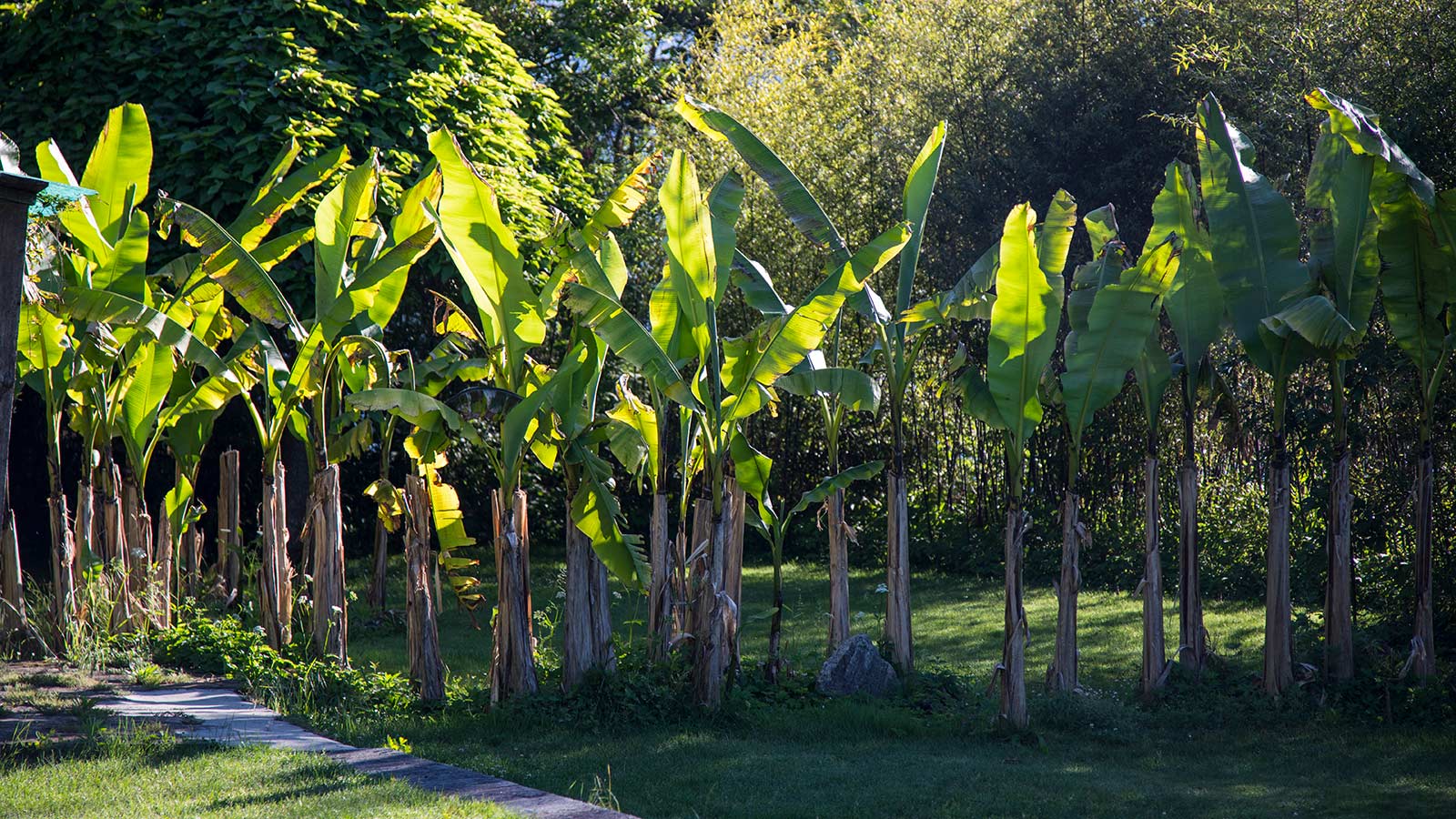 Japanische-Faserbanane