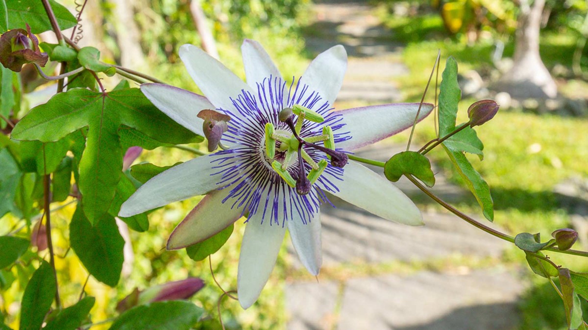 Passionsblume