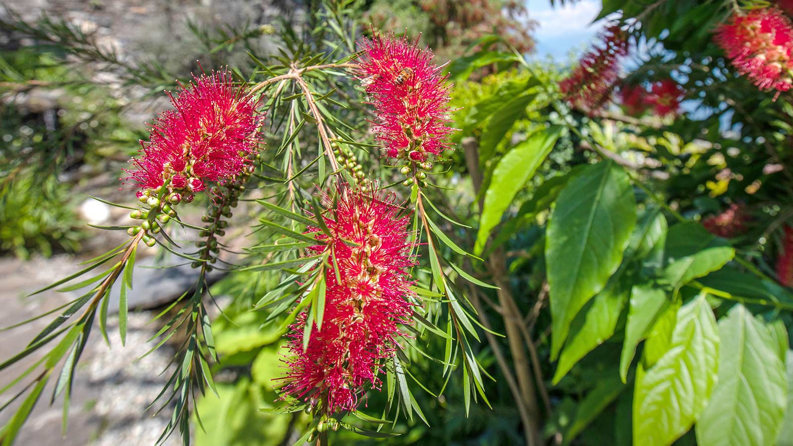 0709---Lampenputzerstrauch